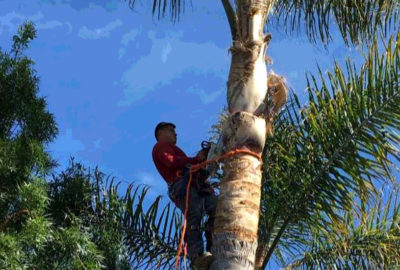 Tree removals