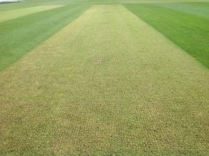 Synthetic Cricket Pitches