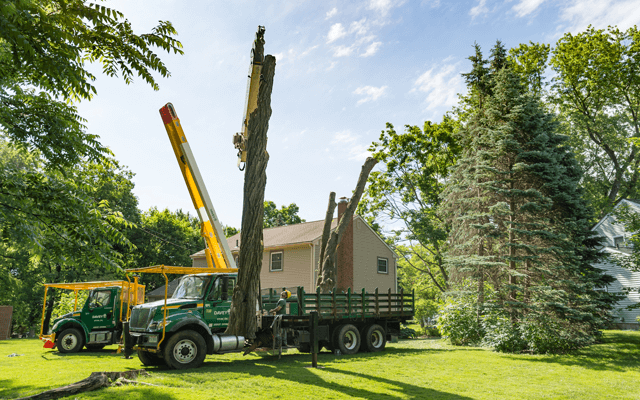 tree removal Avondale Heights