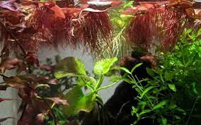 red root floater
