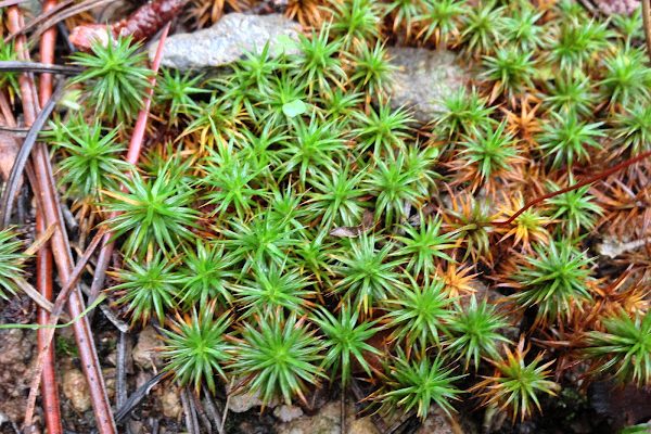 star moss