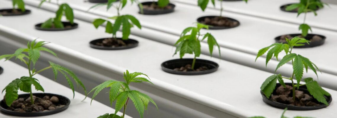 hydroponic net pots Australia