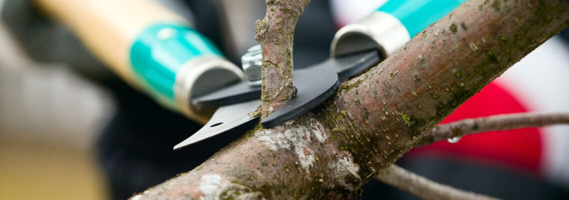 tree pruning Baulkham Hills