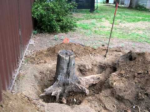 tree & stump removal