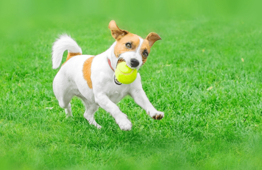 pet artificial grass