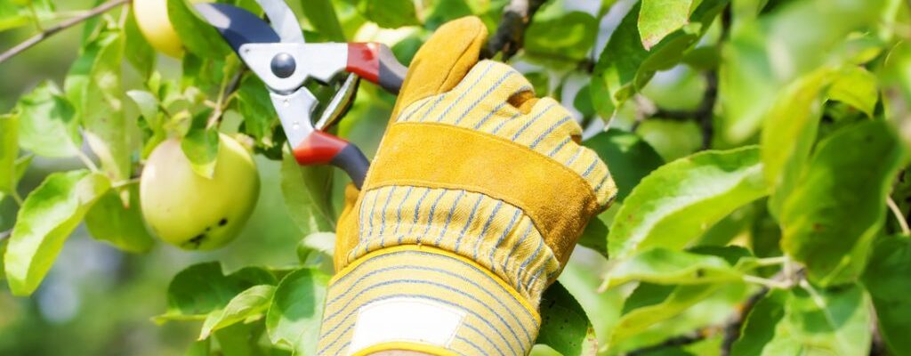 Pruning and Shaping Sydney