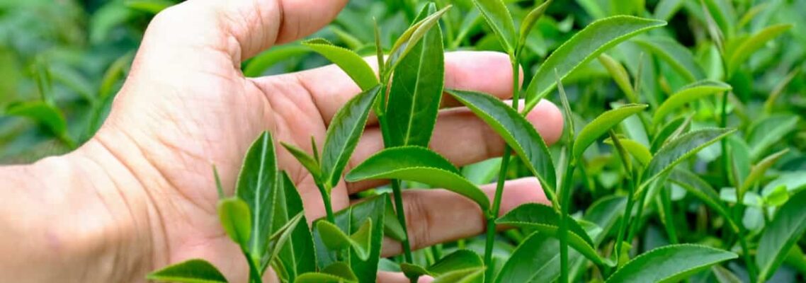 garden weed management Dandenong