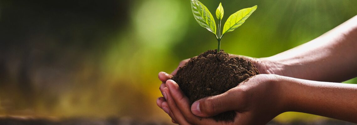 tree services Melbourne