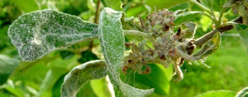 tree disease treatment Melbourne