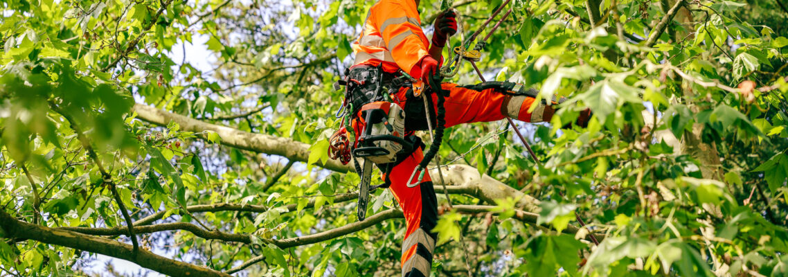 Melbourne tree specialists