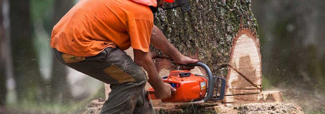 tree removal cost Brisbane