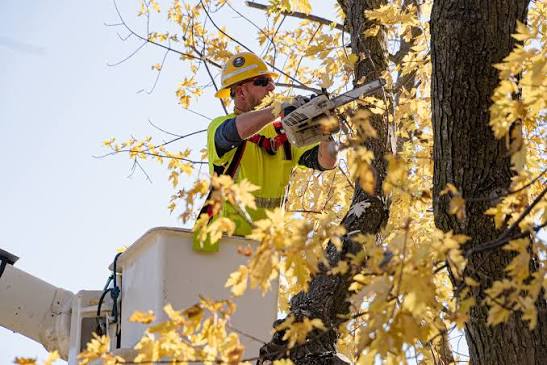 tree care Melbourne