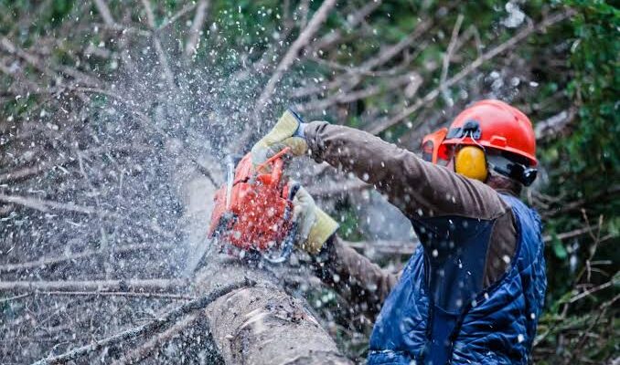 affordable tree lopping Brisbane